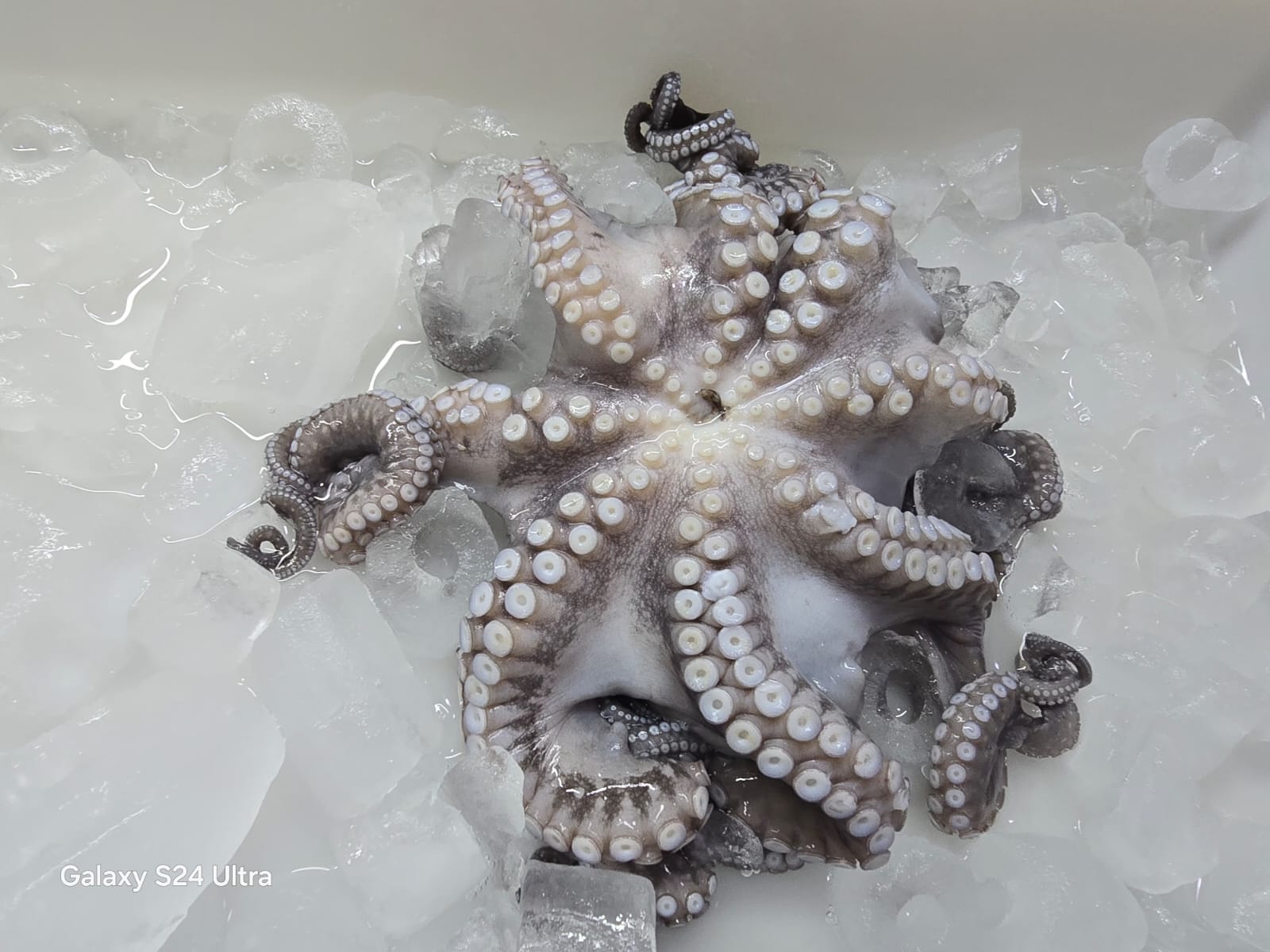 octopus indonesia